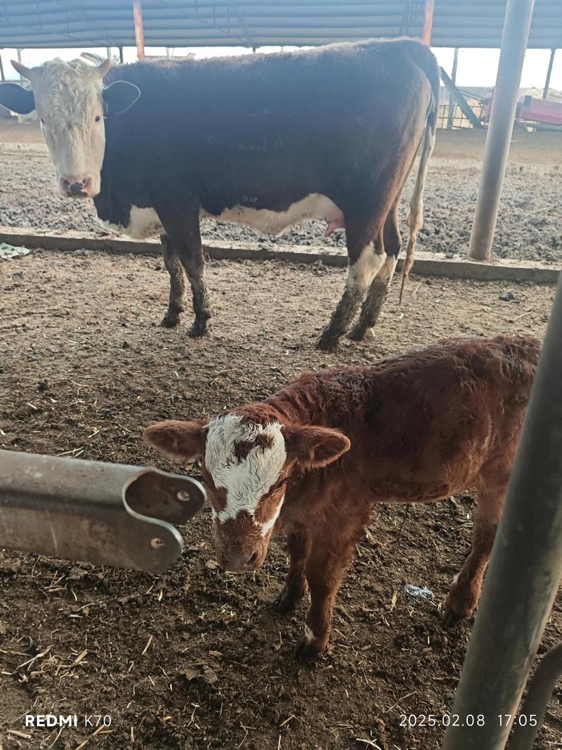 跟爹教牛  第1张