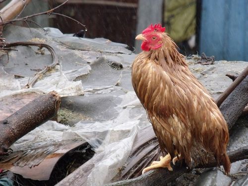 落汤鸡记  第1张