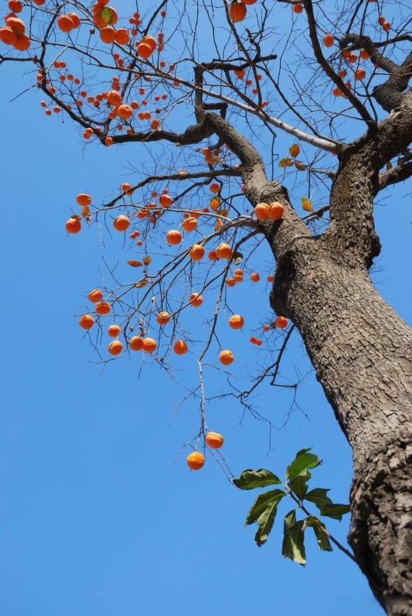老家的柿树  第1张