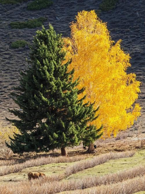 秋天的树 第1张 秋天的树 第1张