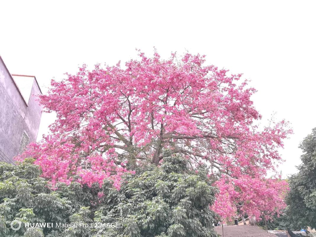 她成了一棵会开花的数 第1张 她成了一棵会开花的数 第1张