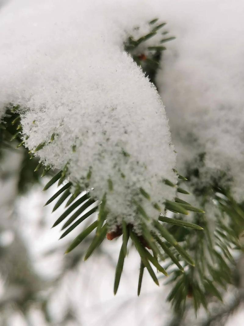 深秋的雪 第1张 深秋的雪 第1张
