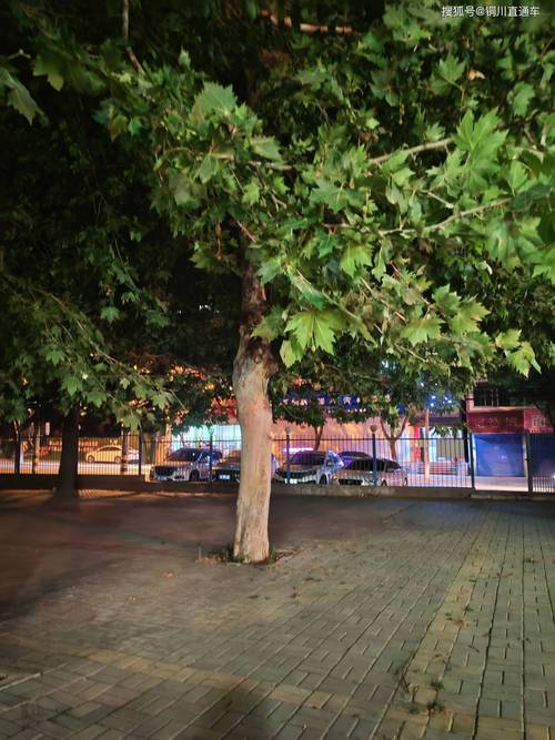 初夏的夜晚  第1张