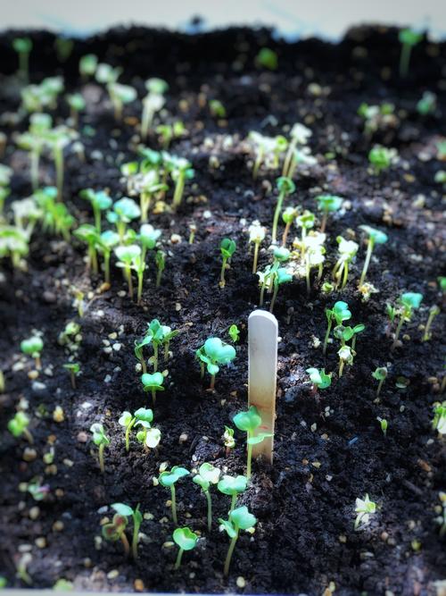 清晨小记  第1张