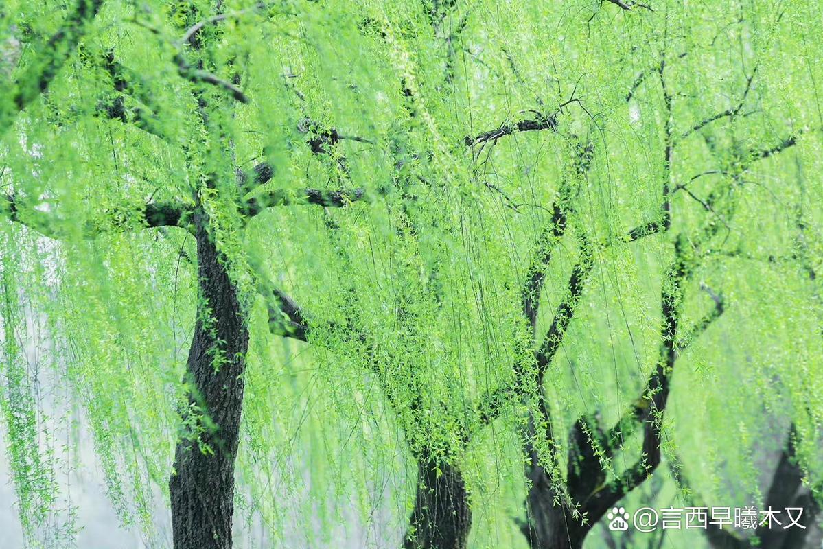 烟花三月是折不断的柳  第1张