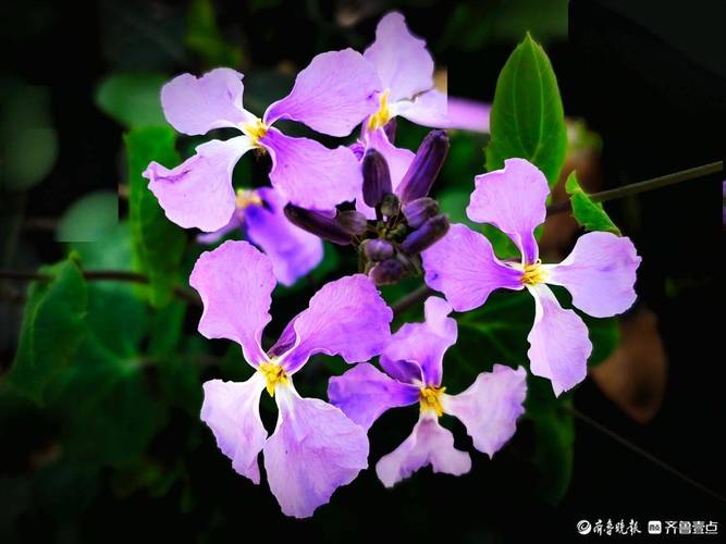 那一朵紫色的小花，向我微笑  第1张