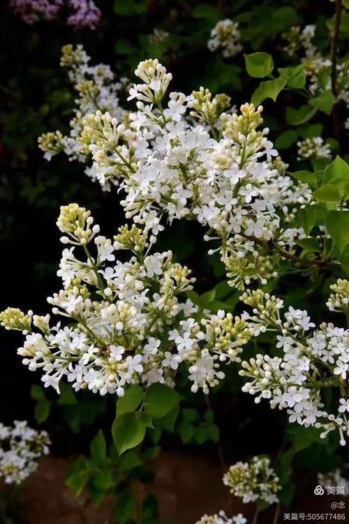 丁香花开  第1张