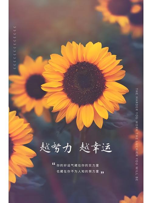 愿生如夏花——做一棵向日葵,心向阳光,胸怀希望 第1张 愿生如夏花——做一棵向日葵,心向阳光,胸怀希望 第1张