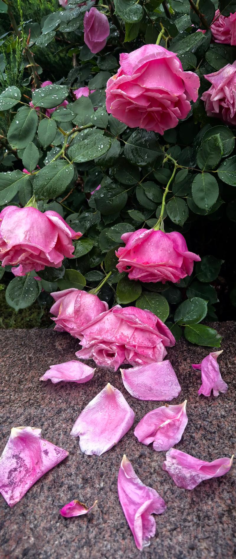 回首朝时,残花已落 第1张 回首朝时,残花已落 第1张