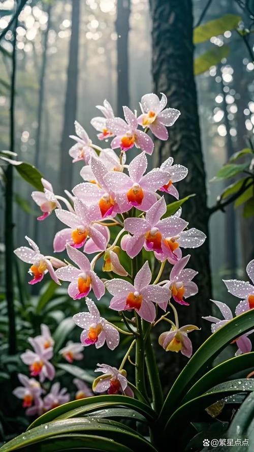 心似幽兰，念你如初  第1张