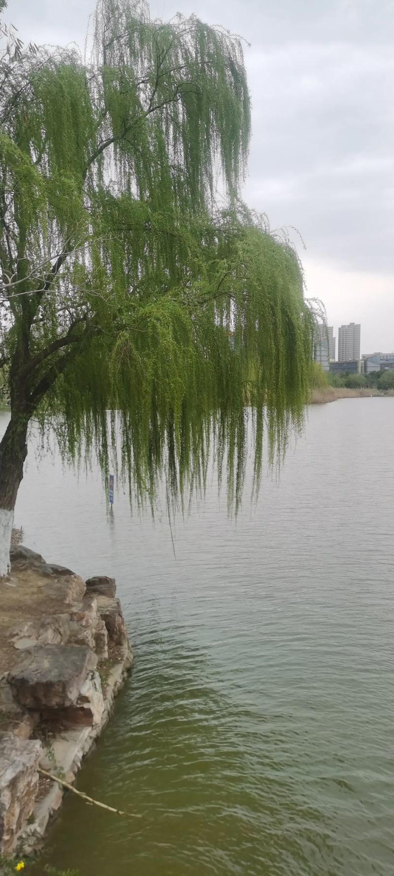 五月，柳岸细雨  第1张