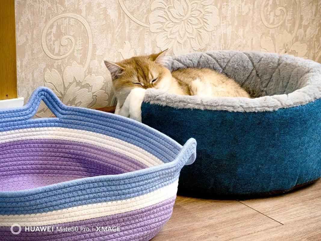 领养小猫，给它一个温暖的家，也给自己带来幸福  第1张