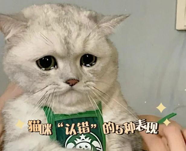 猫咪哭了，怎么向猫咪道歉  第1张