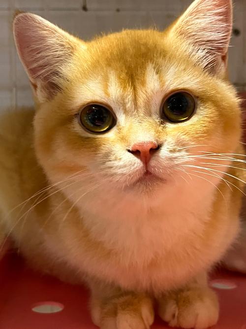 “你好!喵星人” 第1张 “你好!喵星人” 第1张