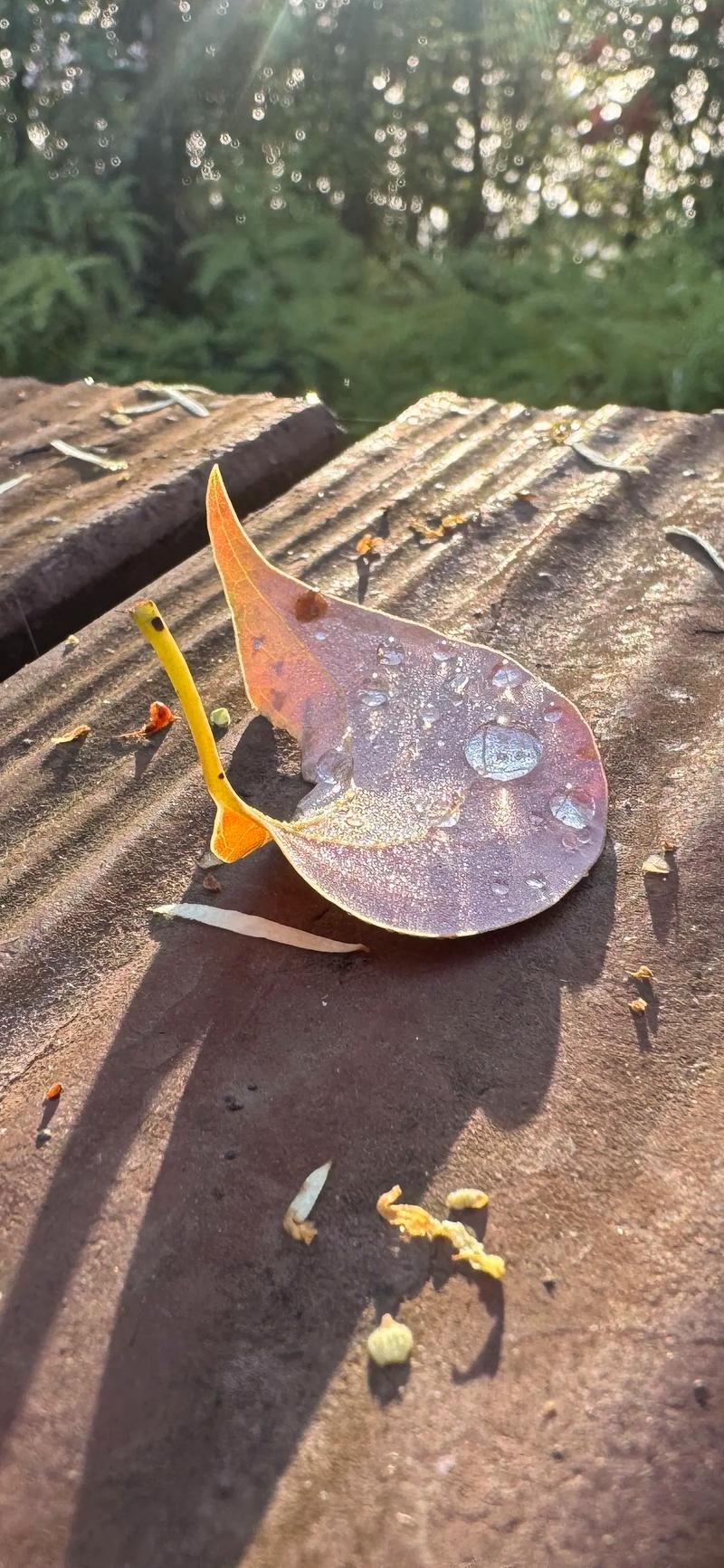 一片枯叶,一段回忆 第1张 一片枯叶,一段回忆 第1张