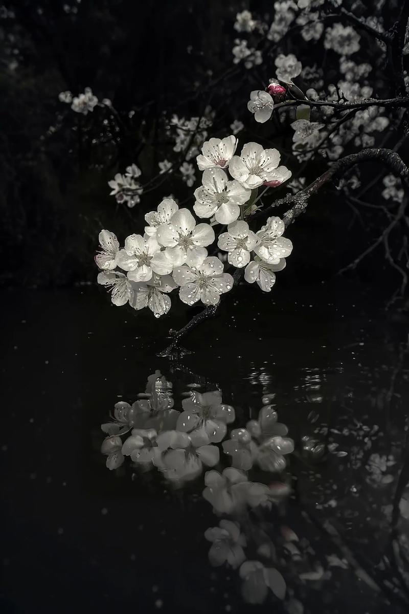 花空灵，雨落寞，月缠绵  第1张