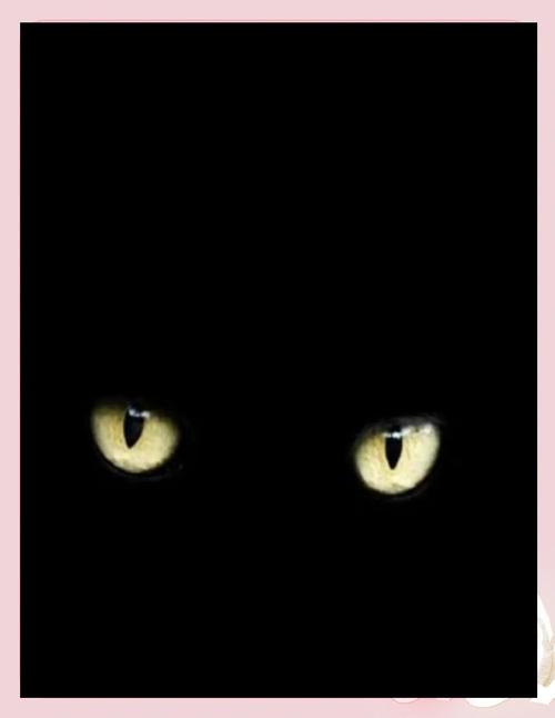 嗜夜的猫  第1张