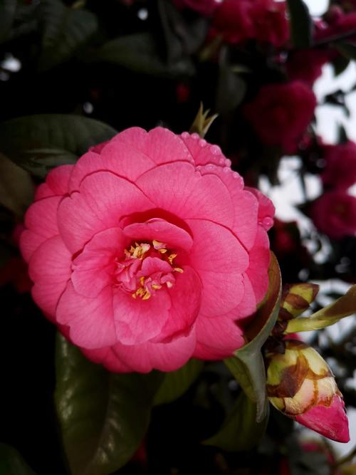 古诗词中的山茶花:烂红如火雪中开 第1张 古诗词中的山茶花:烂红如火雪中开 第1张