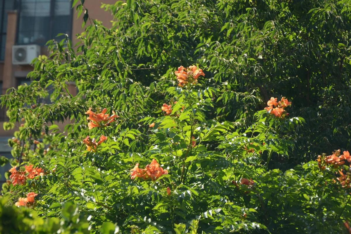 凌霄花开 慈母之爱  第1张