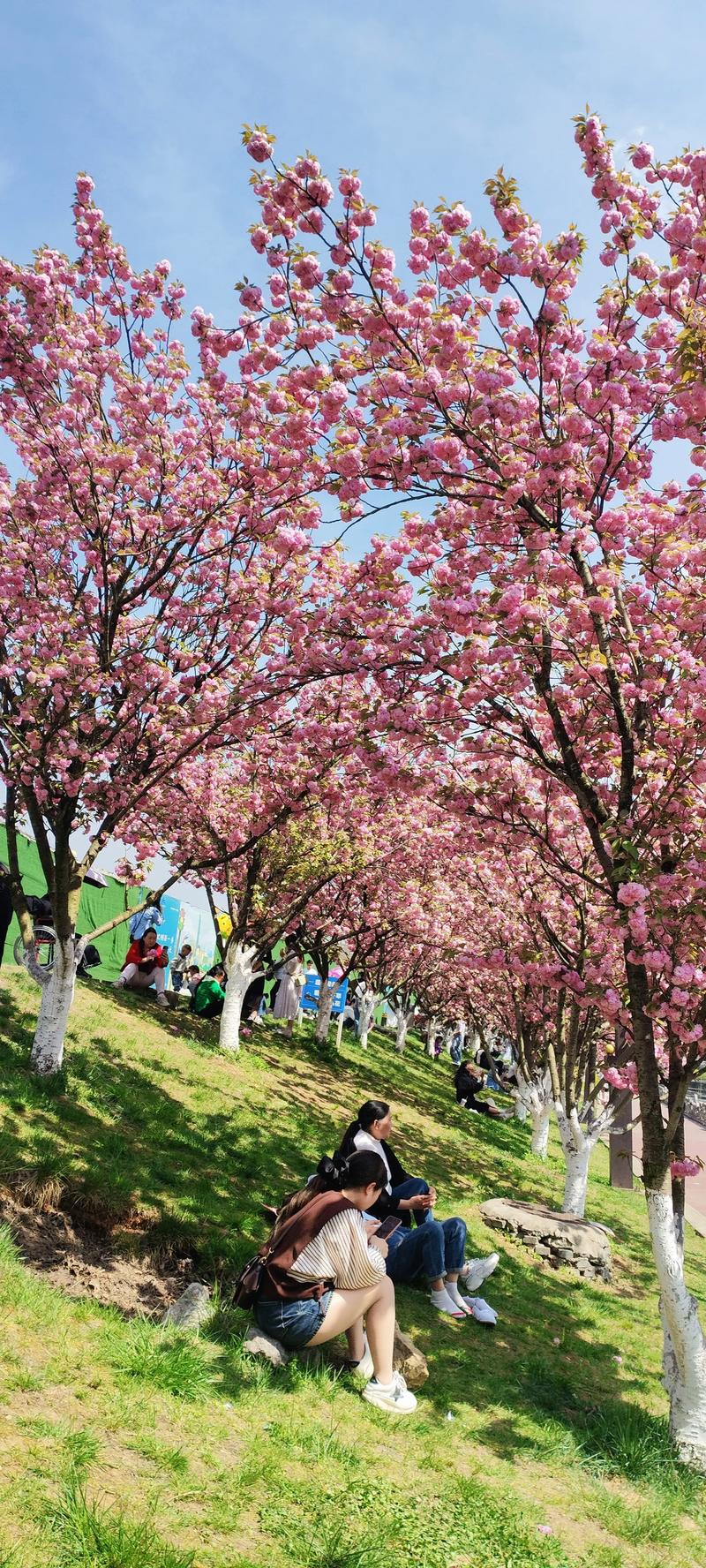 3月工商学院赏樱花，10月肇庆学院看紫荆，4月肇中杜英花开成最美花海！  第1张