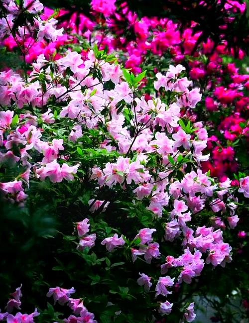 杜英：流苏般的花儿翩翩起舞，彩霞般的叶子红绿相间  第1张