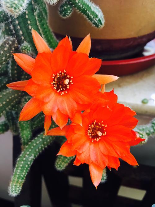 一花一世界：不起眼的“杜英”  第1张