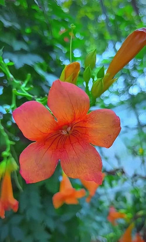 凌霄花开似火,点燃整个夏天 第1张 凌霄花开似火,点燃整个夏天 第1张