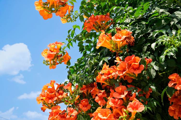 凌霄花,悄悄开 第1张 凌霄花,悄悄开 第1张