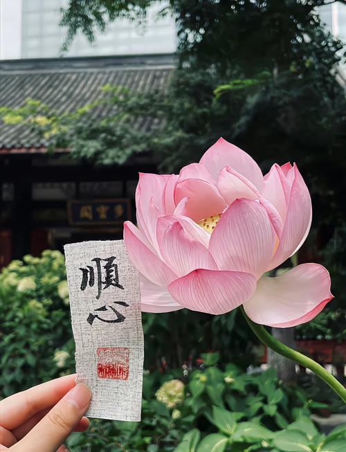 素心如水，寂静相安，以莲的姿态恬淡，盈生活一抹微笑  第1张