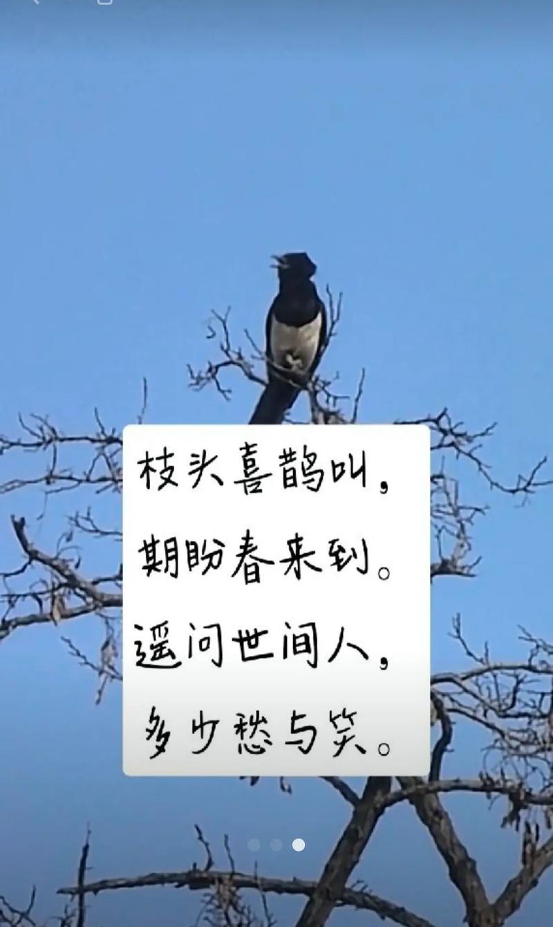 我是一只喜鹊  第1张