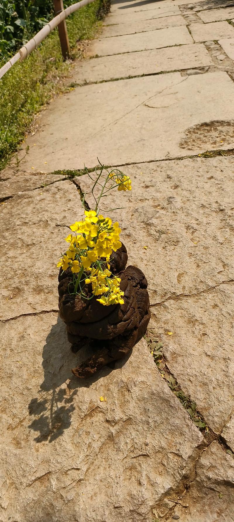 鲜花插在牛粪上  第1张