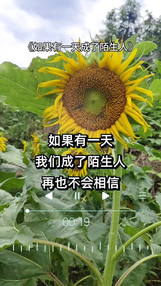 如果有一天，我们变得陌生了  第1张