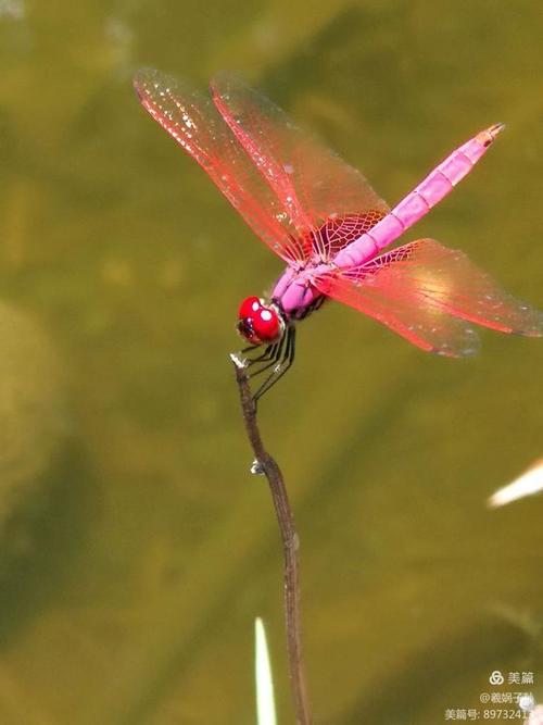 七律 蜻蜓（外五首）  第1张