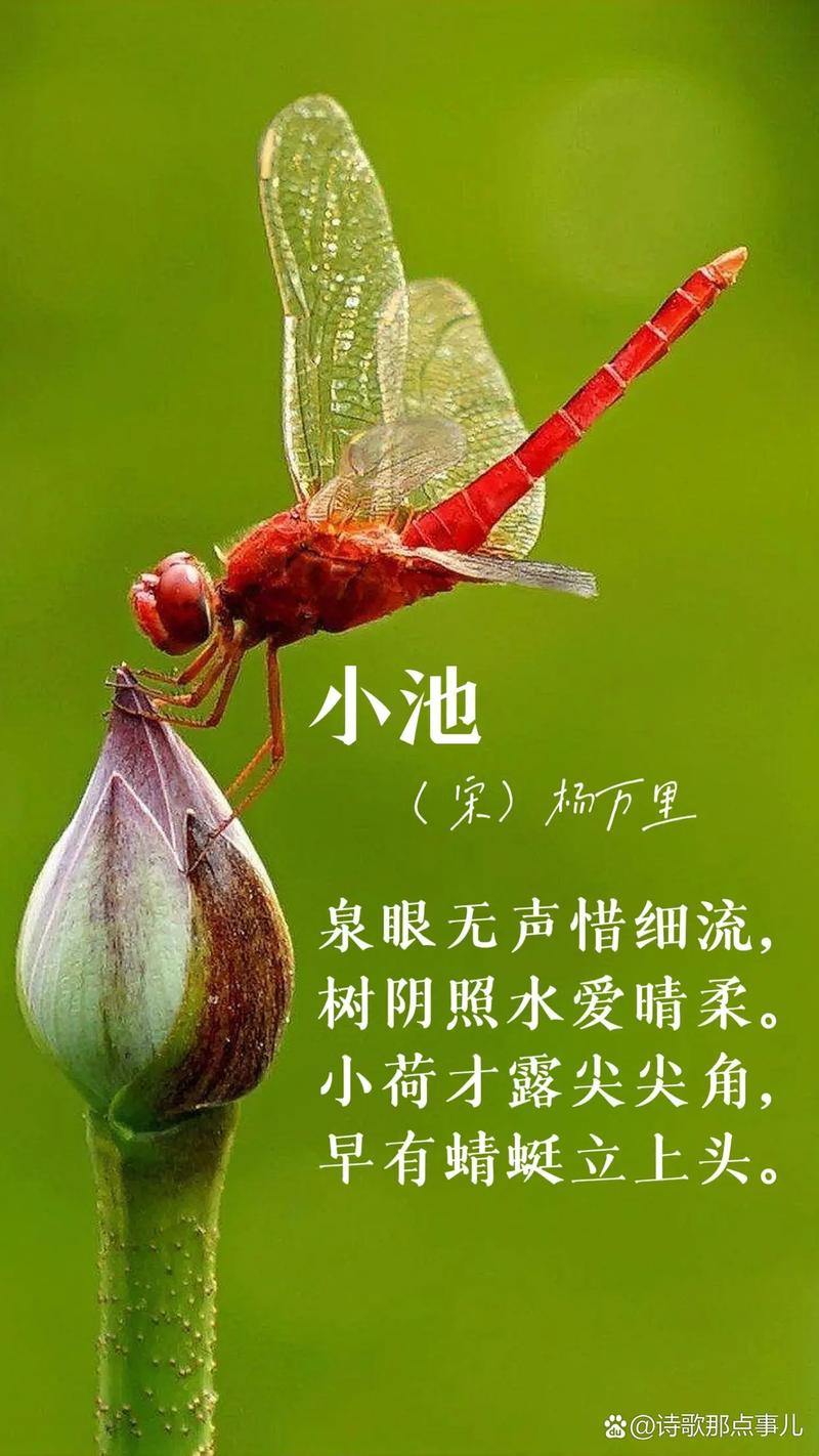 「诗词鉴赏」美丽的蜻蜓，一起在诗词里吧  第1张