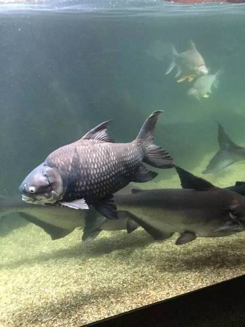 荷花山庄的大鱼之谜  第1张