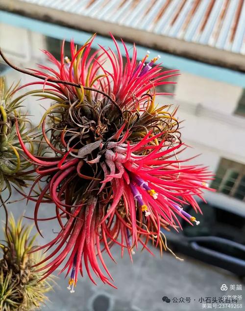 不知名的花  第1张