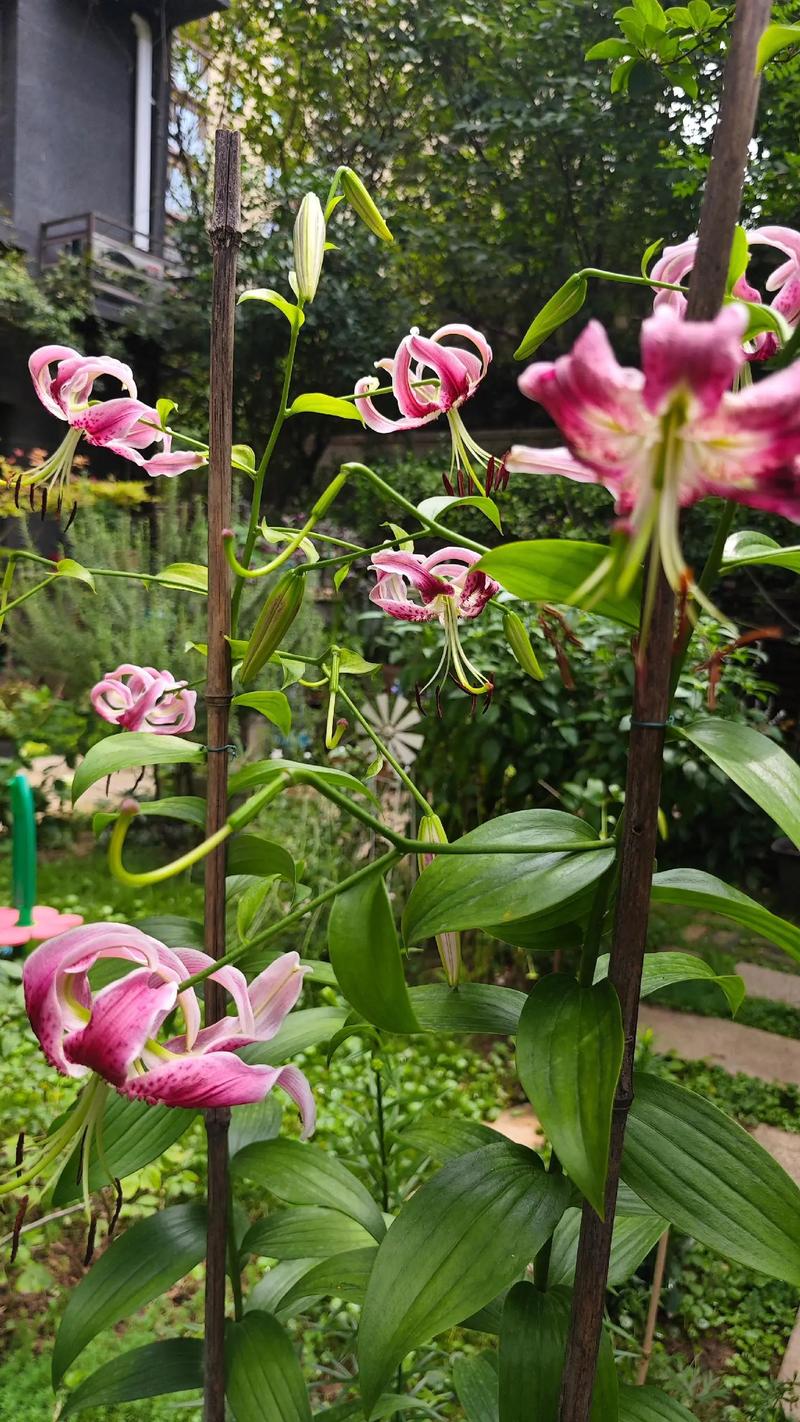 临水照花  第1张