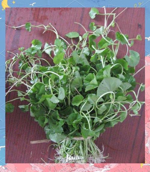 野菜天成，其味可佳；人若天成，其质纯真  第1张