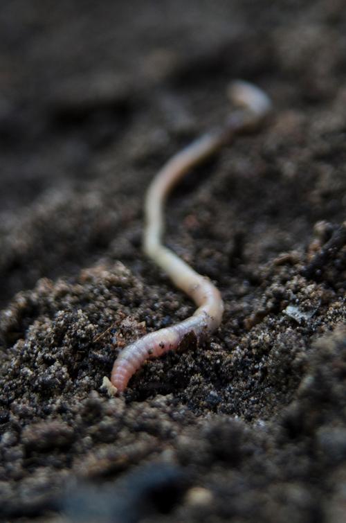 蚯蚓，古老生命启程  第1张