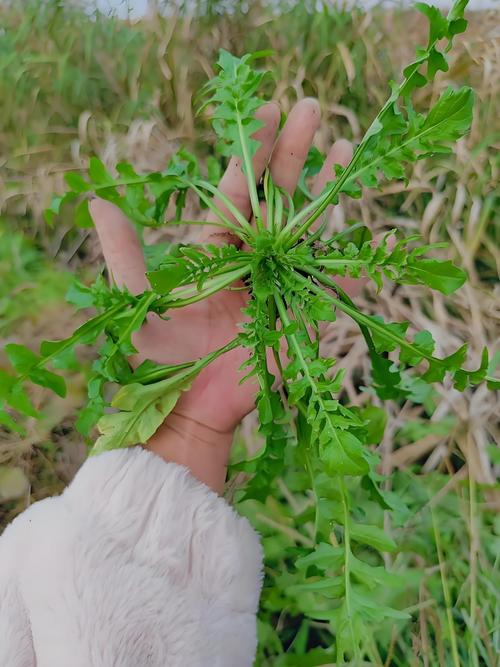 春天的野菜，吃的是鲜味，品的是闲趣  第1张
