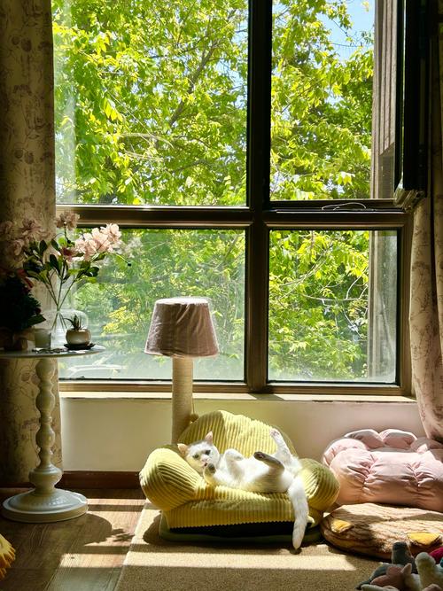 我有一扇窗  第1张