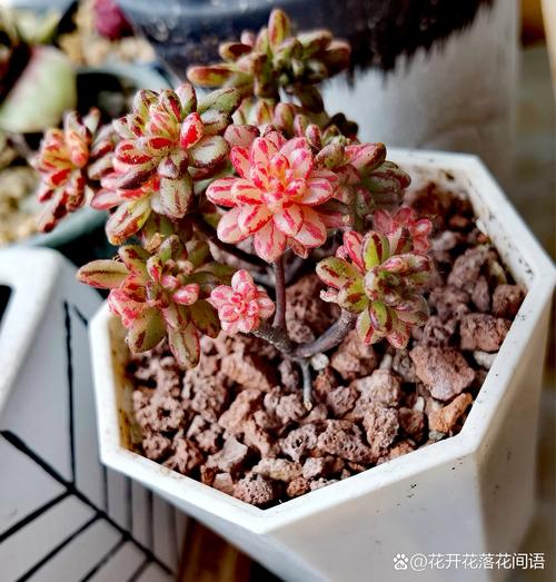 花忆锦年  第1张