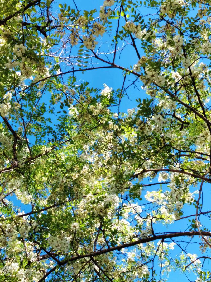 不见槐花春已落  第1张