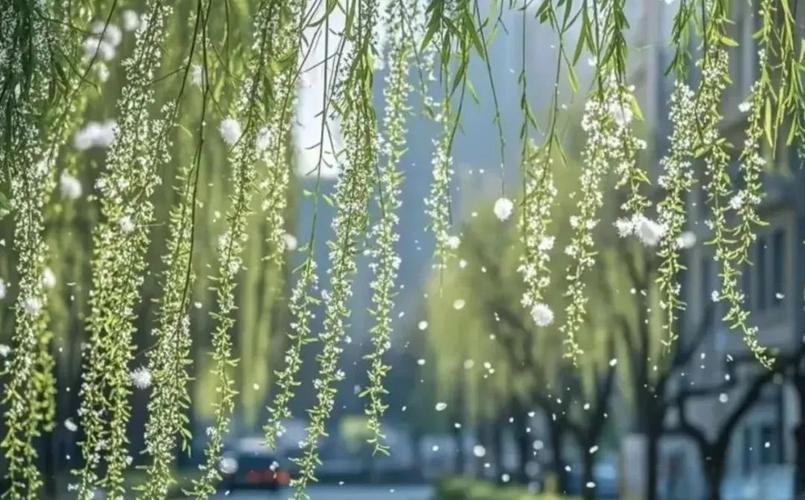 随风柳絮自在飞  第1张