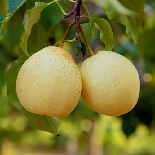 由“鸭梨”说开去  第1张