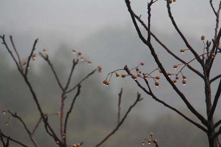一夜冬雨  第1张