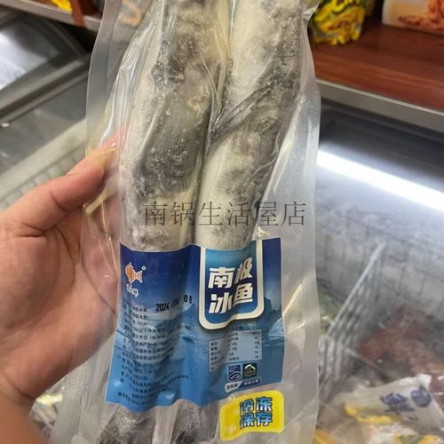 到了南极的鱼，还能回去么？  第1张