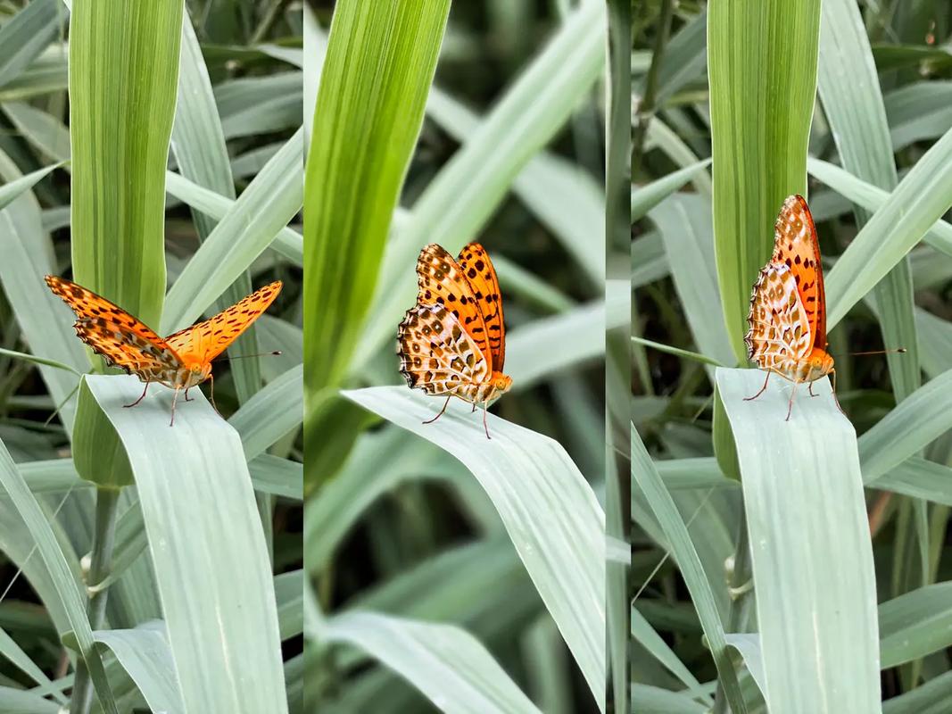 蝴蝶飞不过江湖  第1张