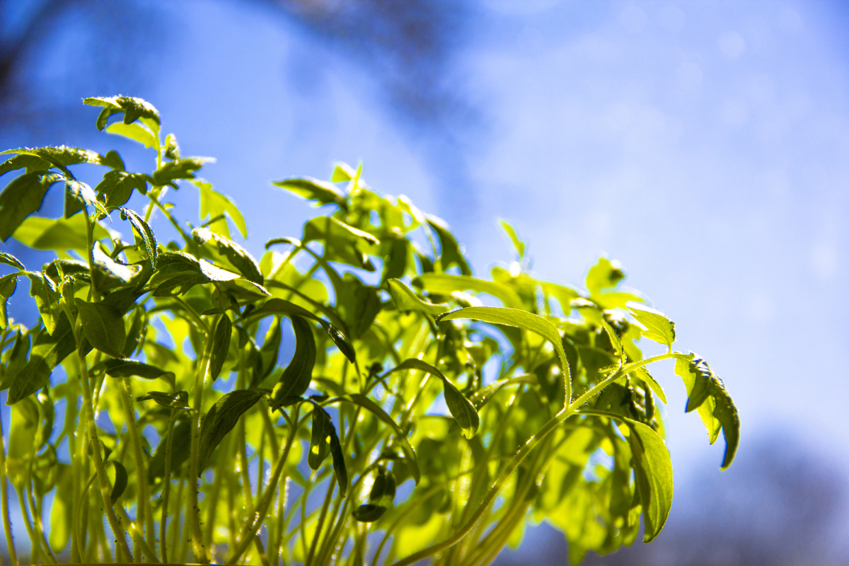 这临冬的一抹嫩绿，它意味着什么  第1张