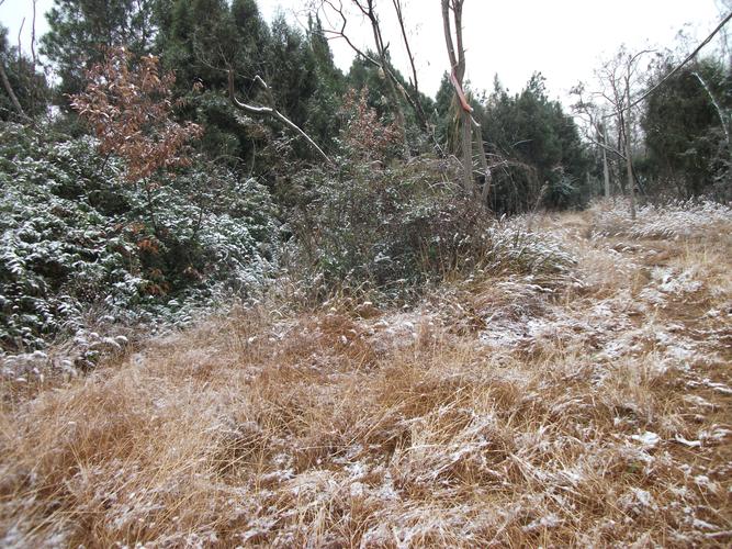 2011年的第一场雪  第1张